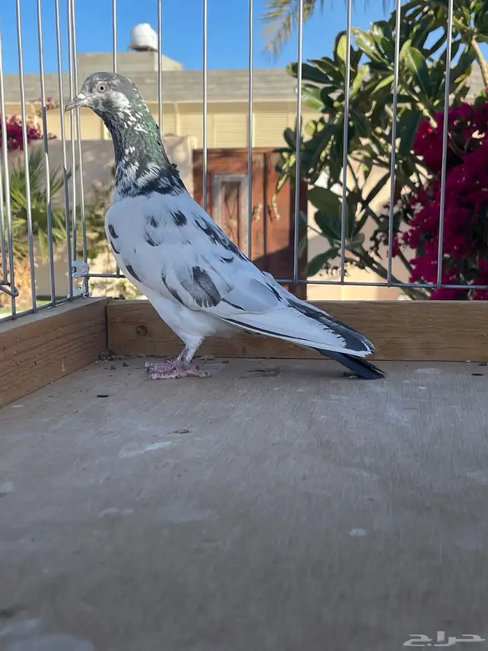 للبيع تيدي سخي 4