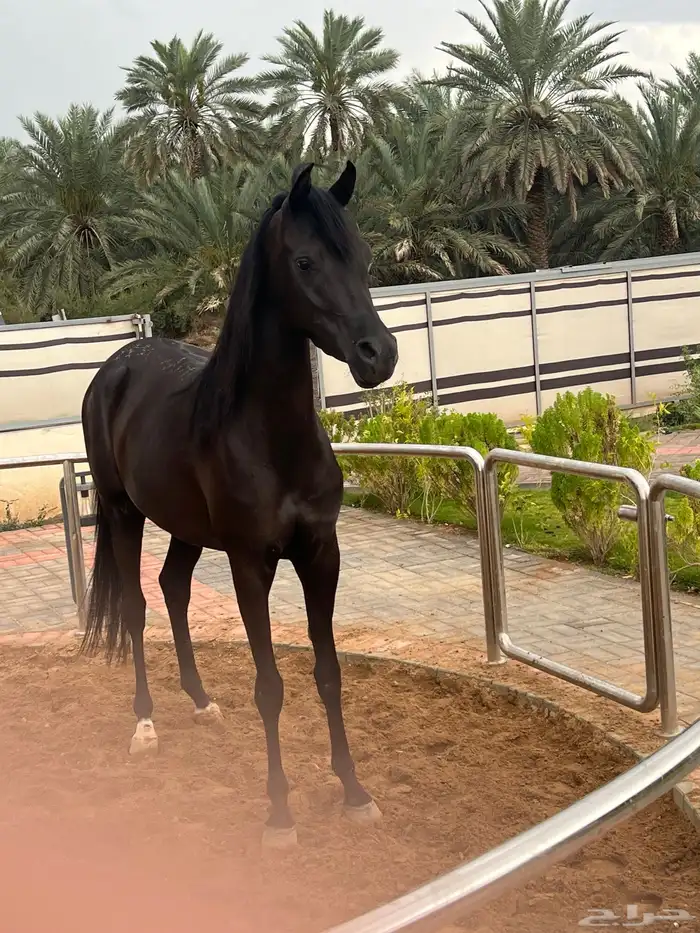 اسطبل نجوم الكردي في المدينه المنوره الجرف إيواء خيل تدريب 8