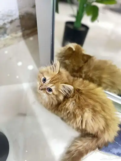 قط عمر شهرين سليم 0