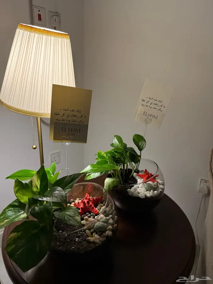 نبات داخلي ( بوتس البحر ) 59 1