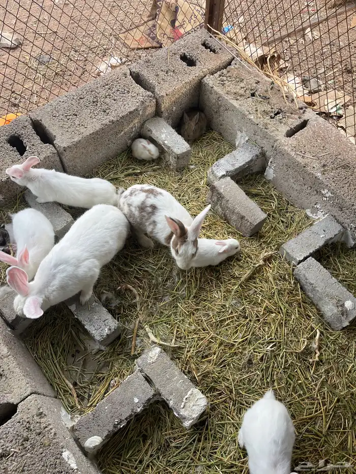النخيل 5