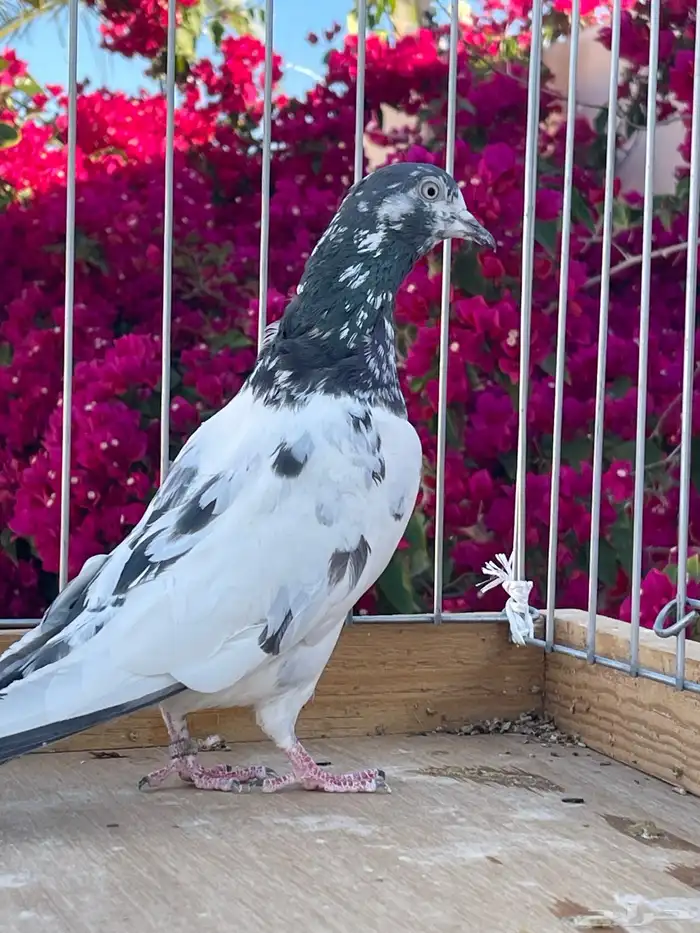 للبيع تيدي سخي 7