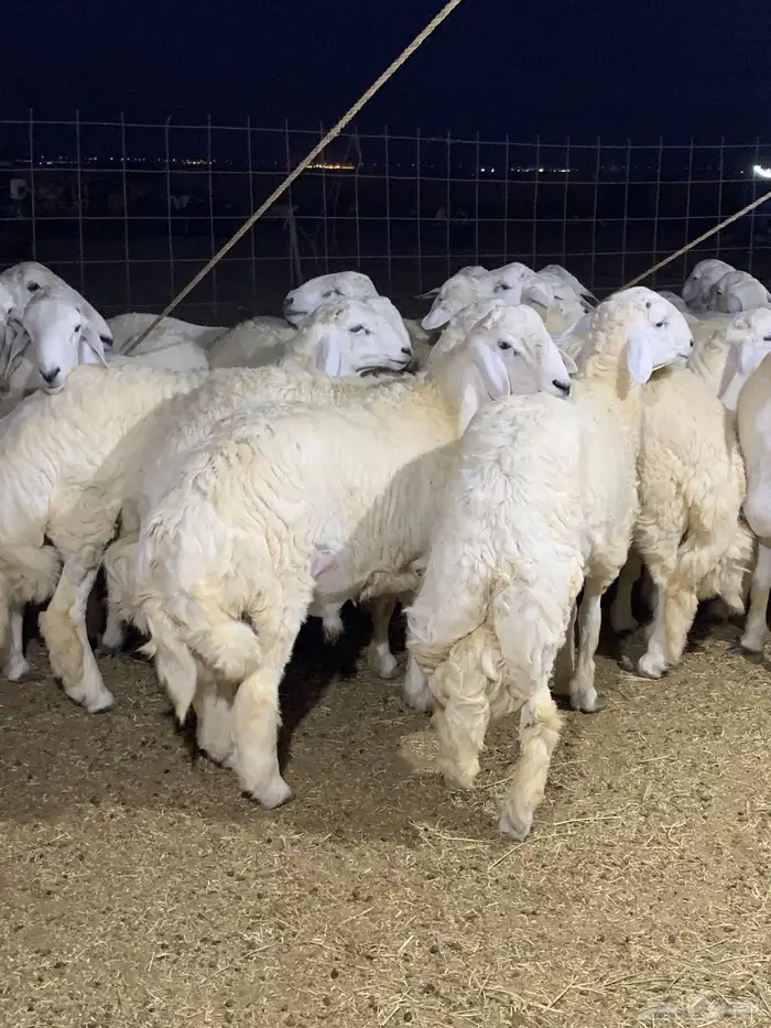 طليان جبر ناهي ذبايح ثلاجه ذبائح كبار وزن يوجد صلخ وتوصيل 2