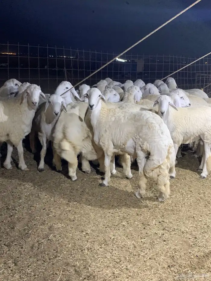 طليان جبر ناهي ذبايح ثلاجه ذبائح كبار وزن يوجد صلخ وتوصيل 3