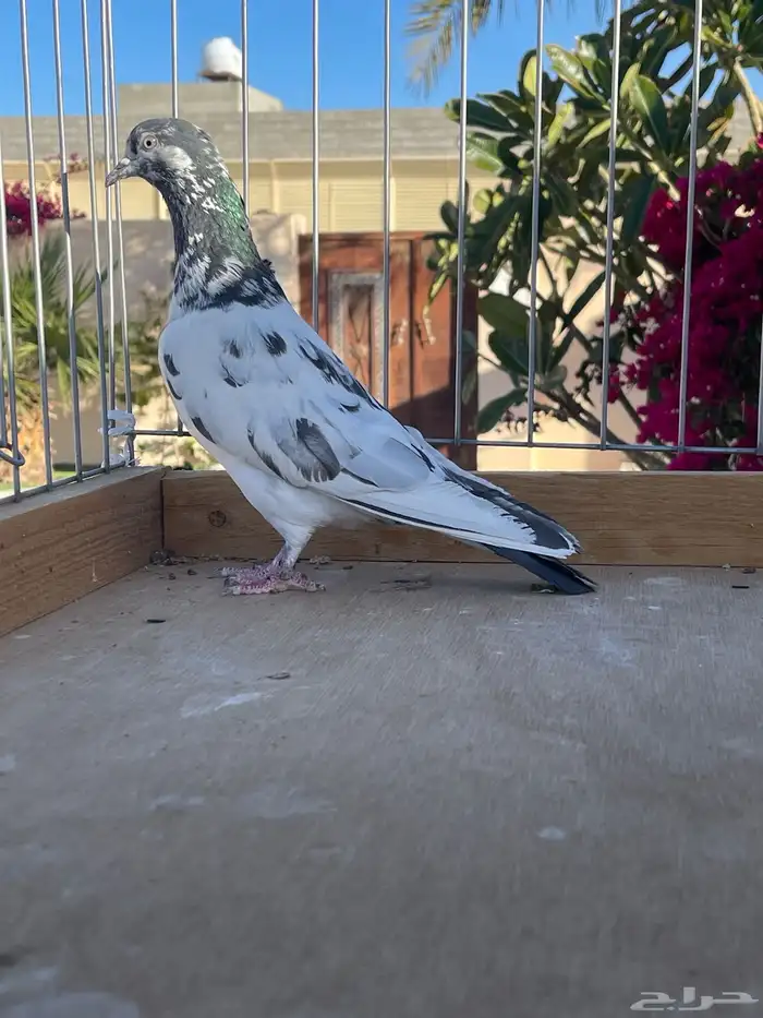 للبيع تيدي سخي 11