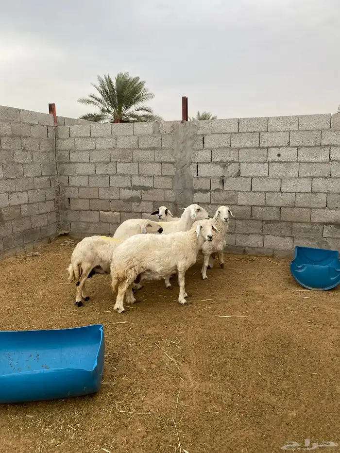 حريات دفيع تم البيع 2