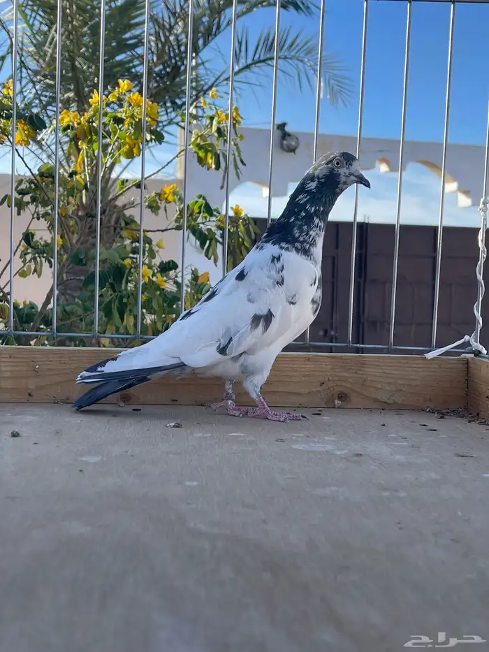 للبيع تيدي سخي 8