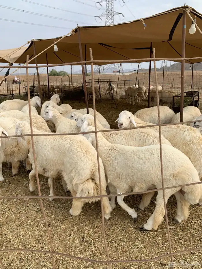 طليان جبر ناهي ذبايح ثلاجه ذبائح كبار وزن يوجد صلخ وتوصيل 1