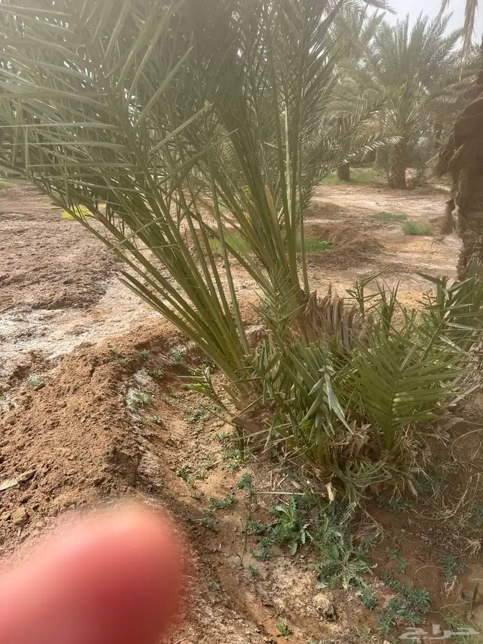 نخيل لبيع بجميع أنواعه 4