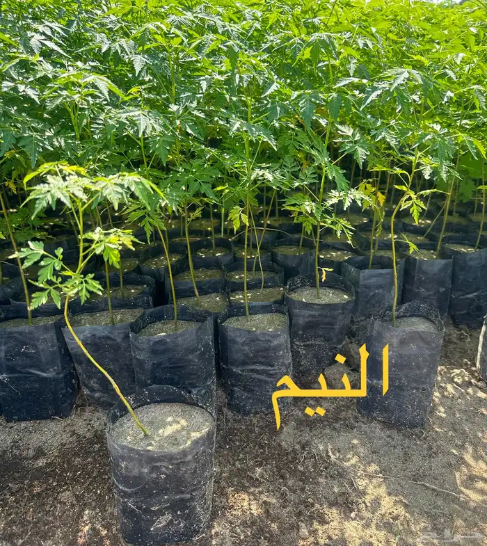 شتلات منوعه بأرخص الاسعار وأجود المواصفات (2-5-8-15-25) 17