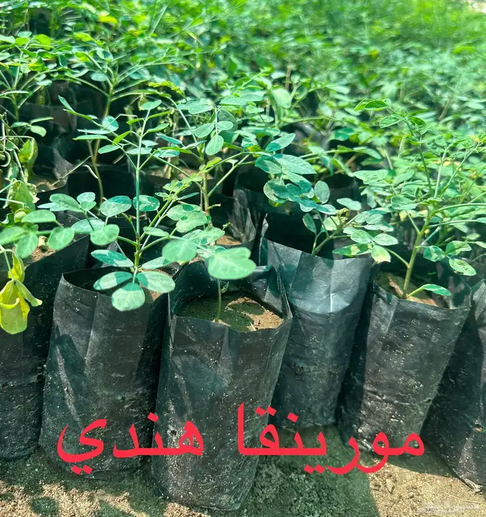 شتلات منوعه بأرخص الاسعار وأجود المواصفات (2-5-8-15-25) 12