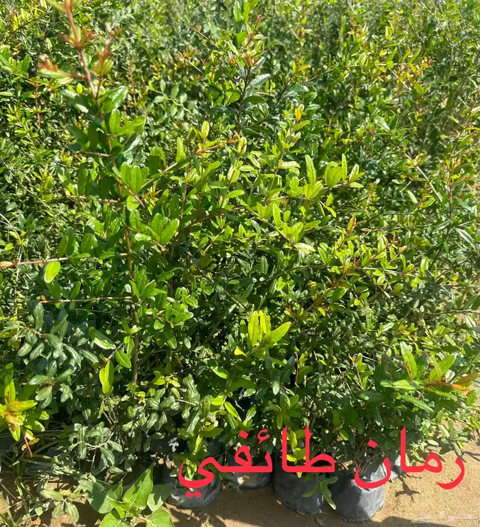 شتلات منوعه بأرخص الاسعار وأجود المواصفات (2-5-8-15-25) 10
