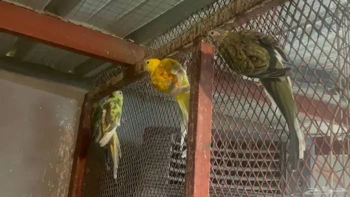 جوزين براكيت 3