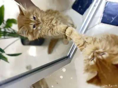 قط عمر شهرين سليم 2