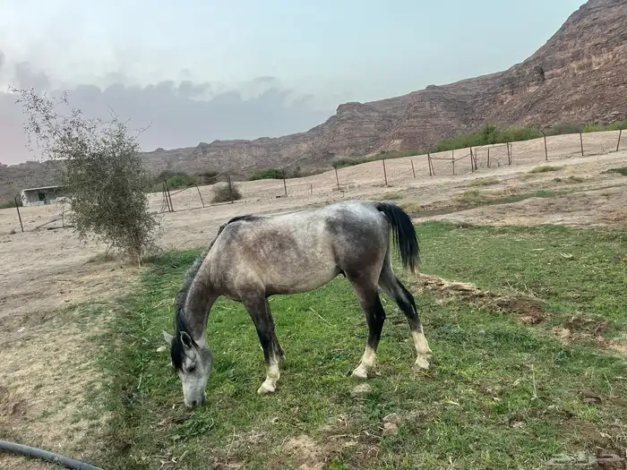 حصان للبيع كفو شعبي وسليم من الأمراض وطبعه زين 0