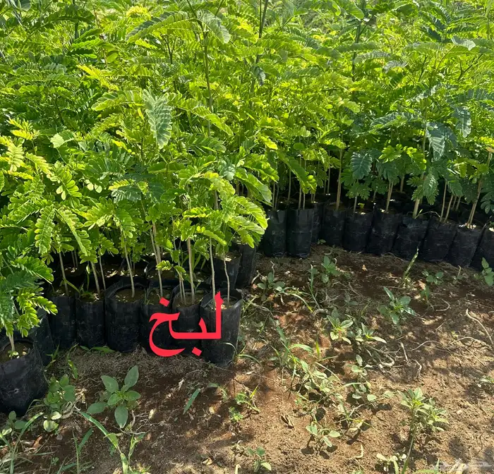 شتلات منوعه بأرخص الاسعار وأجود المواصفات (2-5-8-15-25) 13