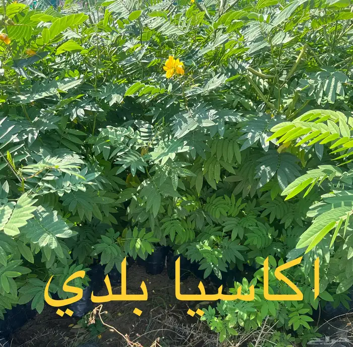 شتلات منوعه بأرخص الاسعار وأجود المواصفات (2-5-8-15-25) 14