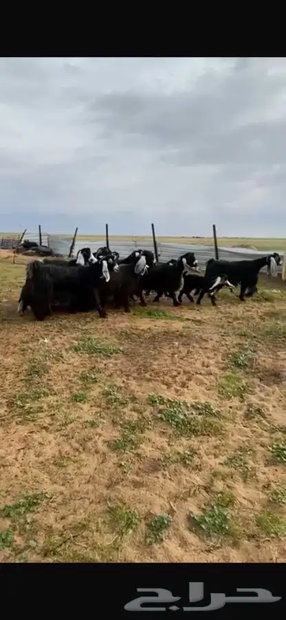 للبيع معزا عوارض فاخره نقوة حلال 4