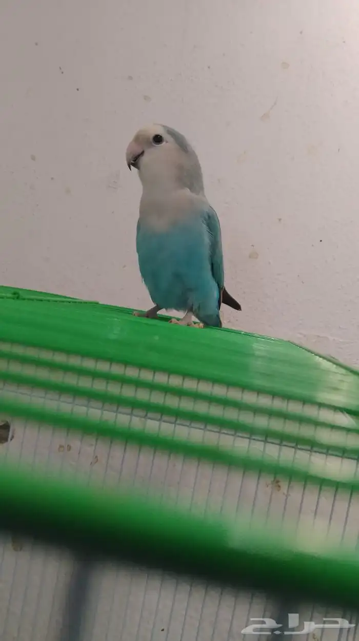 ذكر روز جاهز للإنتاج 1