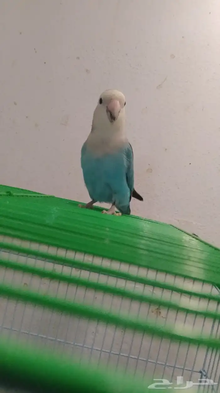 ذكر روز جاهز للإنتاج 0