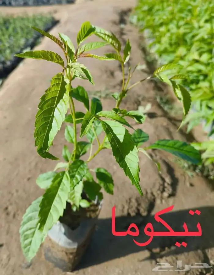 شتلات منوعه بأرخص الاسعار وأجود المواصفات (2-5-8-15-25) 8