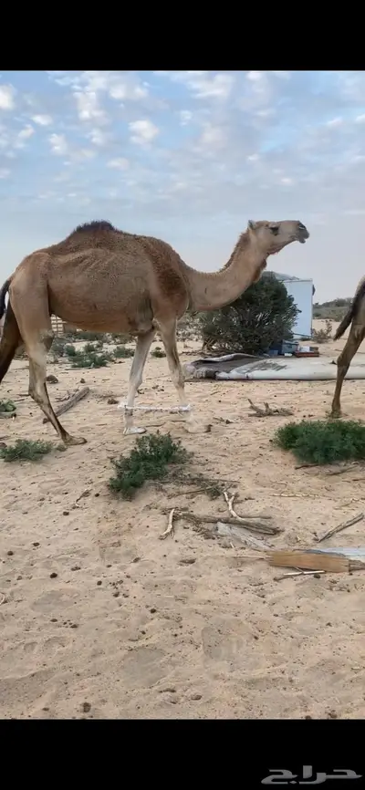 ناقه لقحه 1