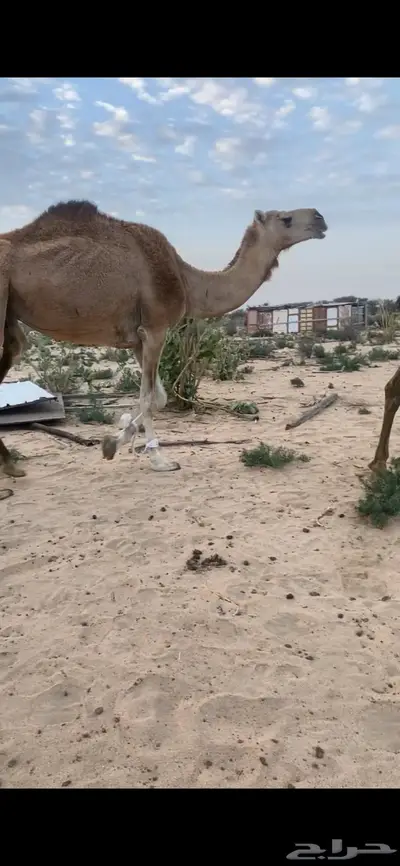 ناقه لقحه 0