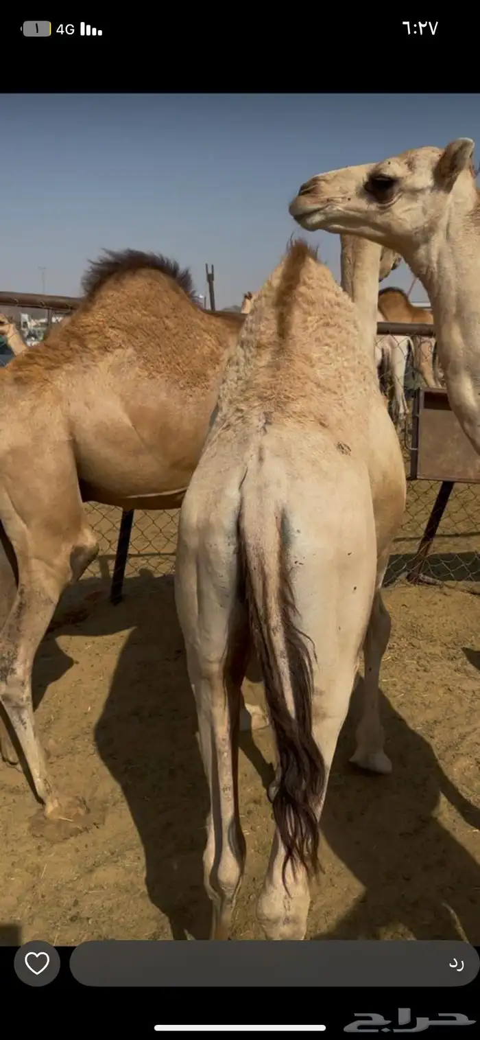قعدان 0