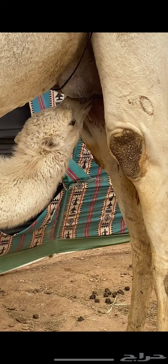 حوار تحت امه الان فرد منها يشرب حليب 1