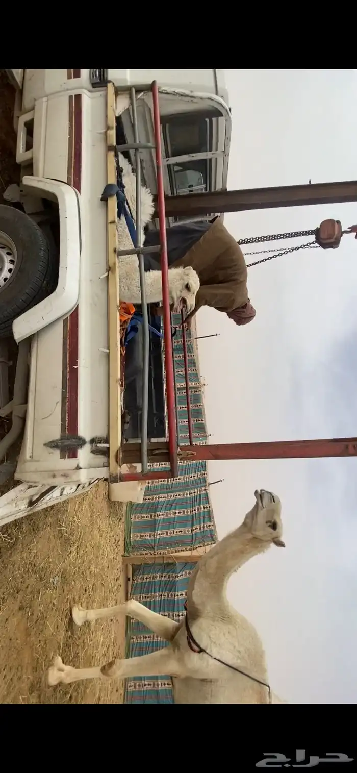 حوار تحت امه الان فرد منها يشرب حليب 0