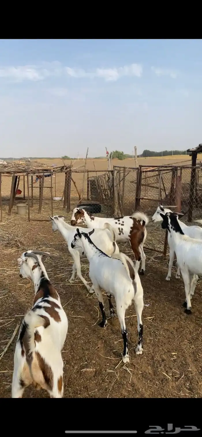 تيوس ذبايح فل شحم 0