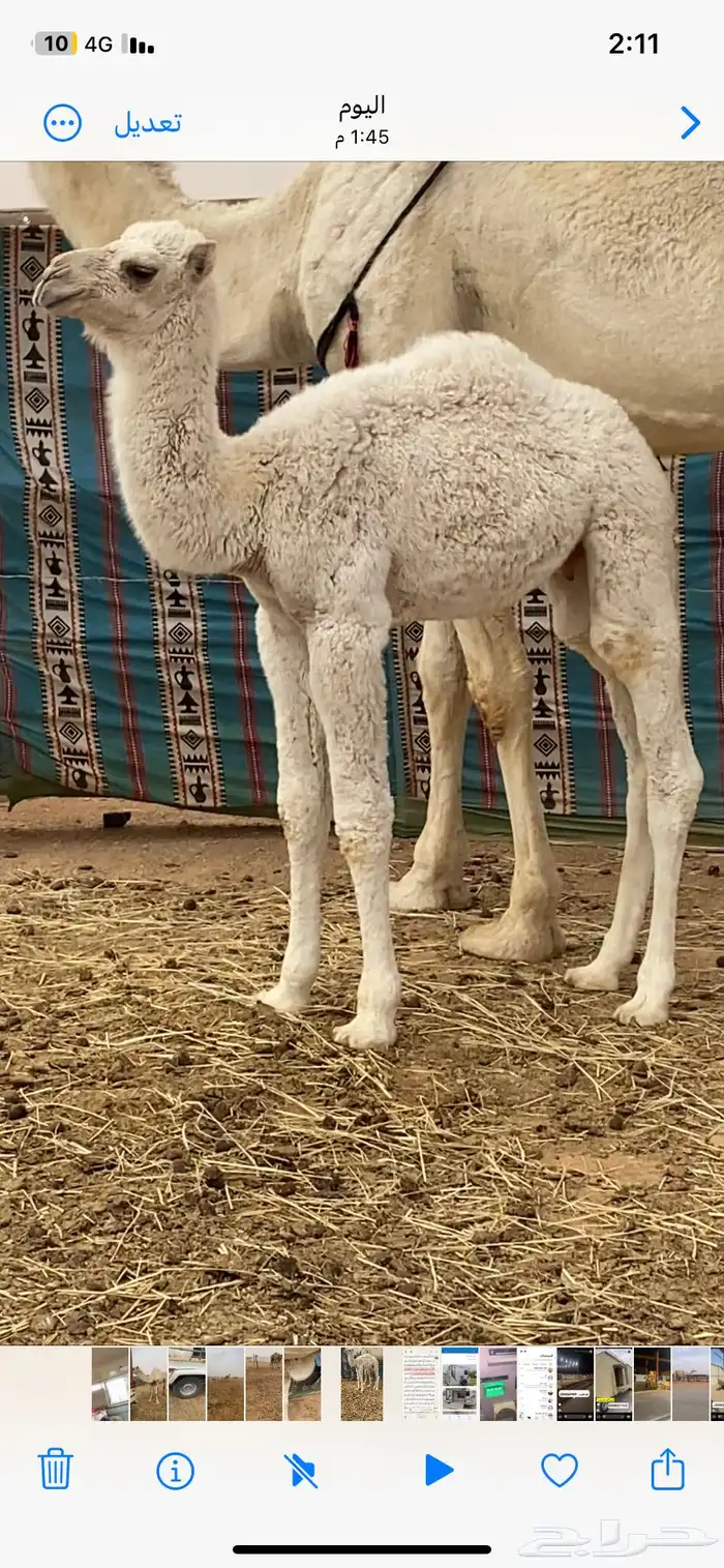 حوار تحت امه الان فرد منها يشرب حليب 2