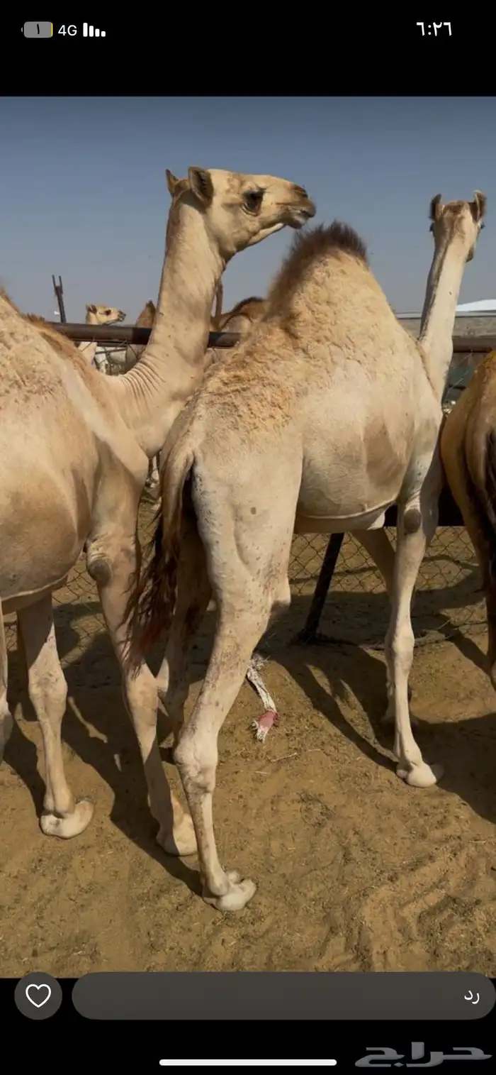 قعدان 1