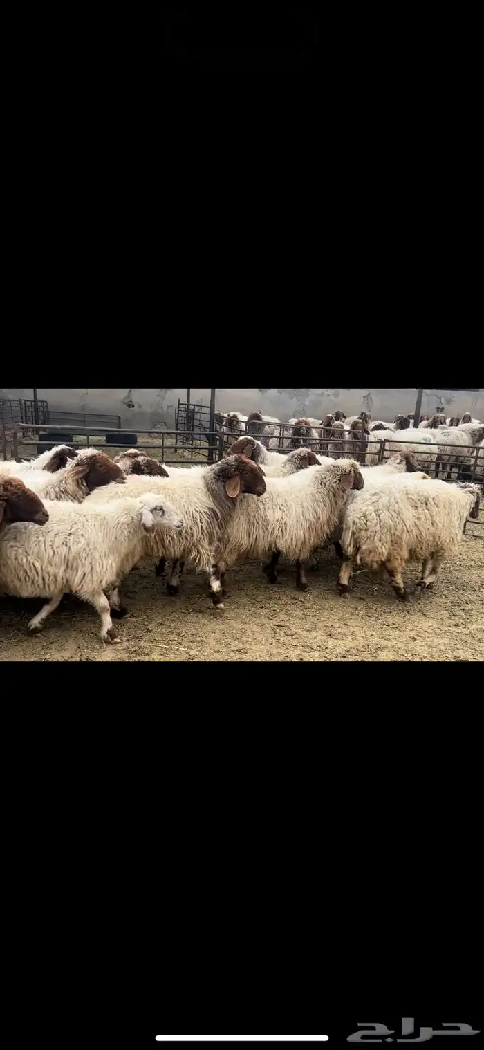 غنم نعيم دفيع واصل 5