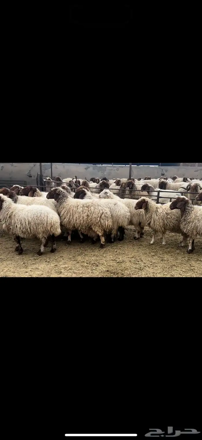 غنم نعيم دفيع واصل 4
