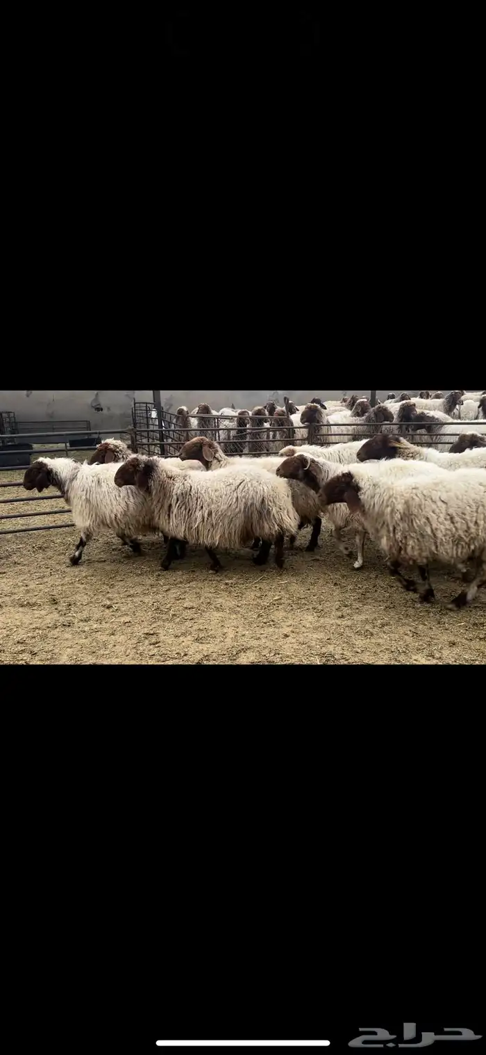 غنم نعيم دفيع واصل 3