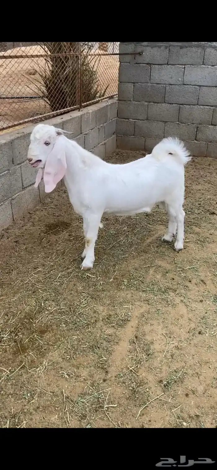 تيس ابرص 0