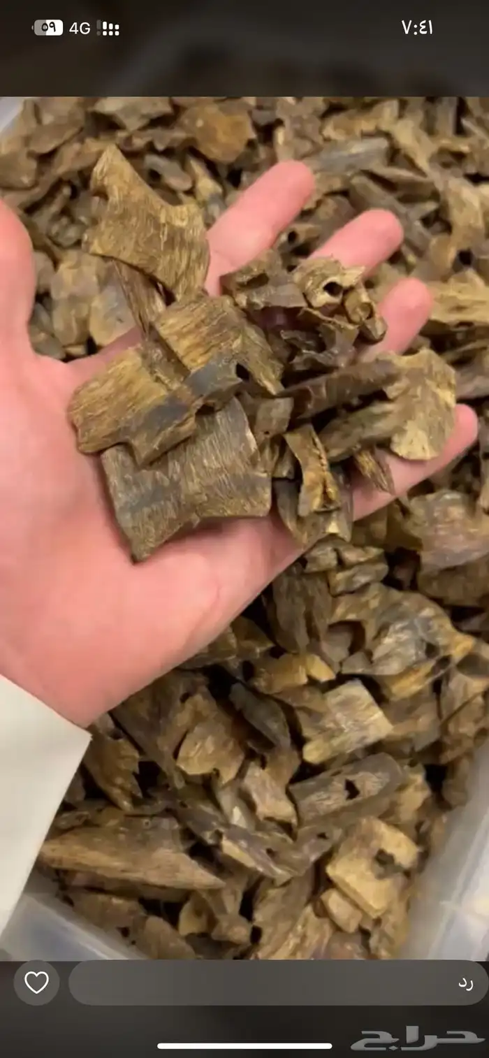 عود كينام صيني طبيعي 1