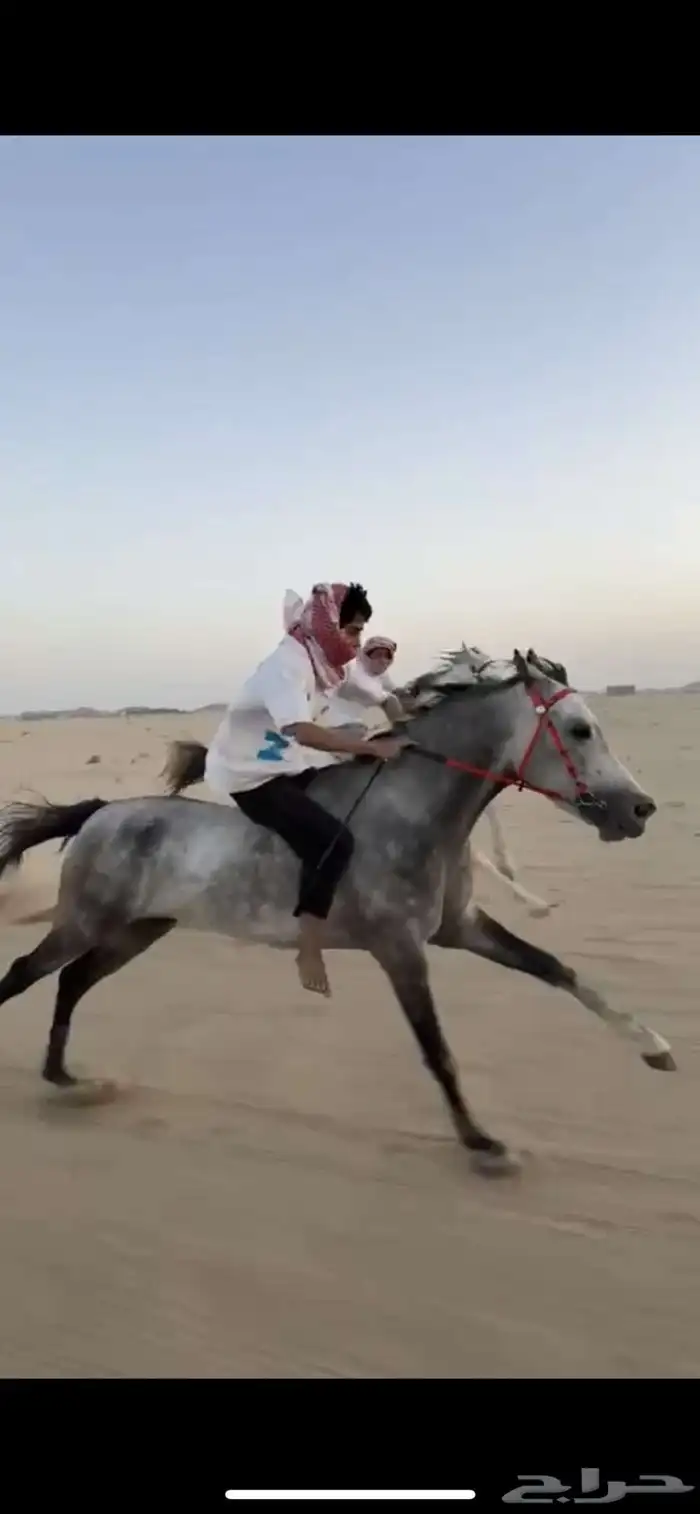 حصان شعبي كفوو 8