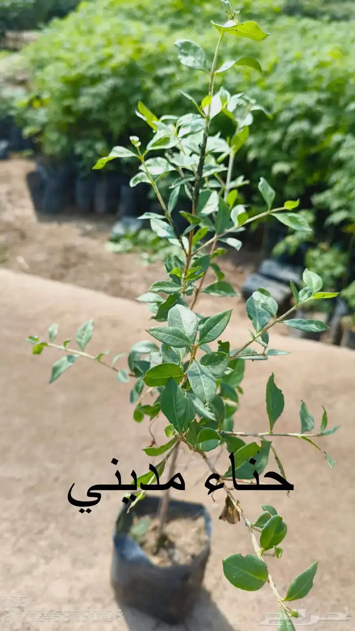 شتلات منوعه بأرخص الاسعار وأجود المواصفات (2-5-8-15-25) 5