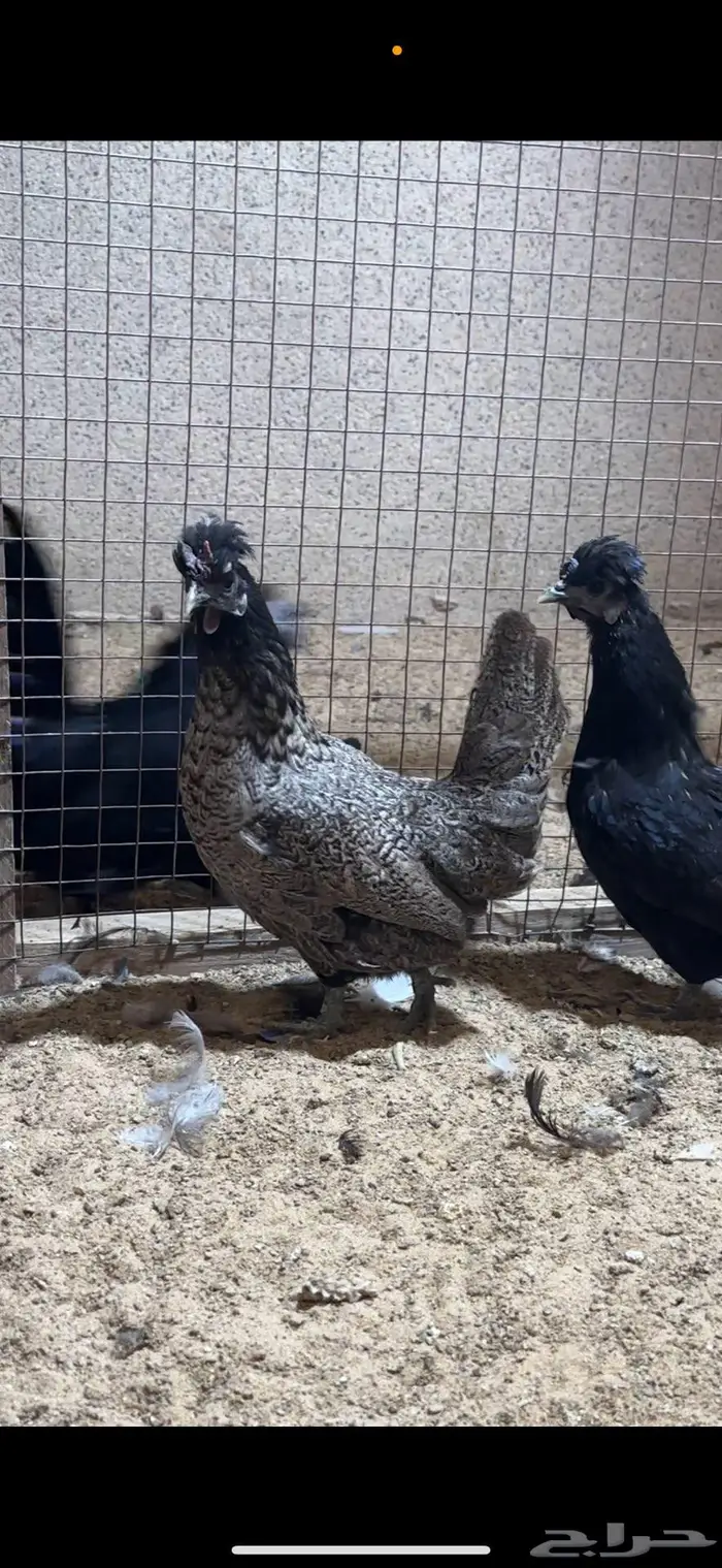 دجاج حباحب من مستوى توب 3