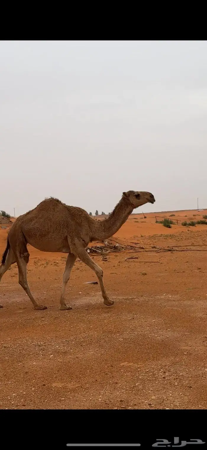بكره حمراء مزيونه 2