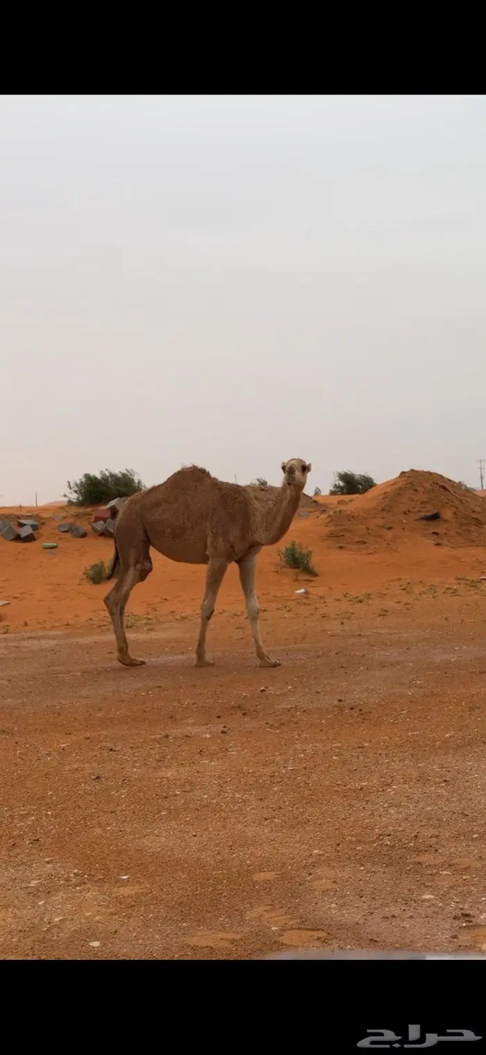 بكره حمراء مزيونه 0