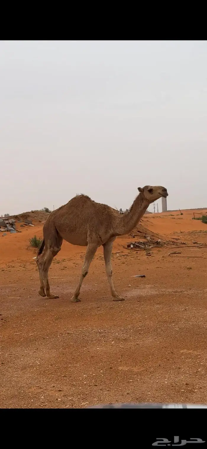 بكره حمراء مزيونه 1