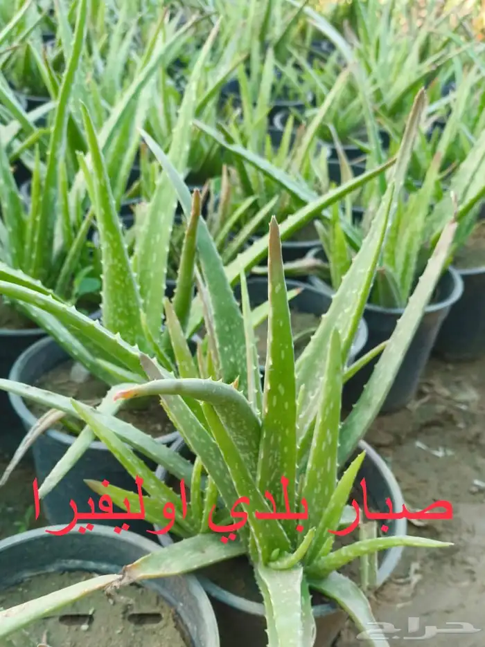 شتلات منوعه بأرخص الاسعار وأجود المواصفات (2-5-8-15-25) 4