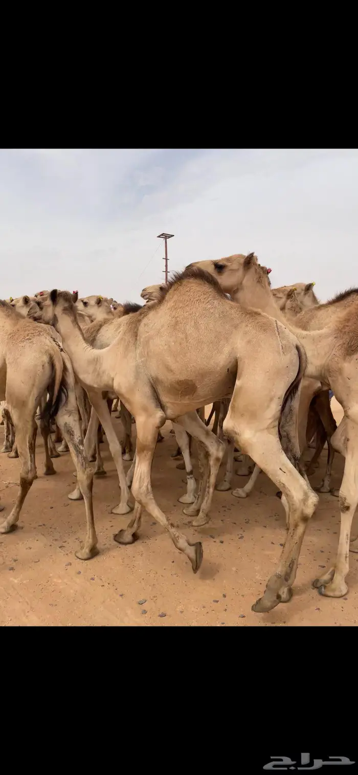 قعدان مستورده الموقع الخرج البيع باسعار مناسبه 3