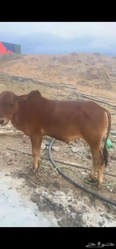 ثنين صعوبه للبيع 0