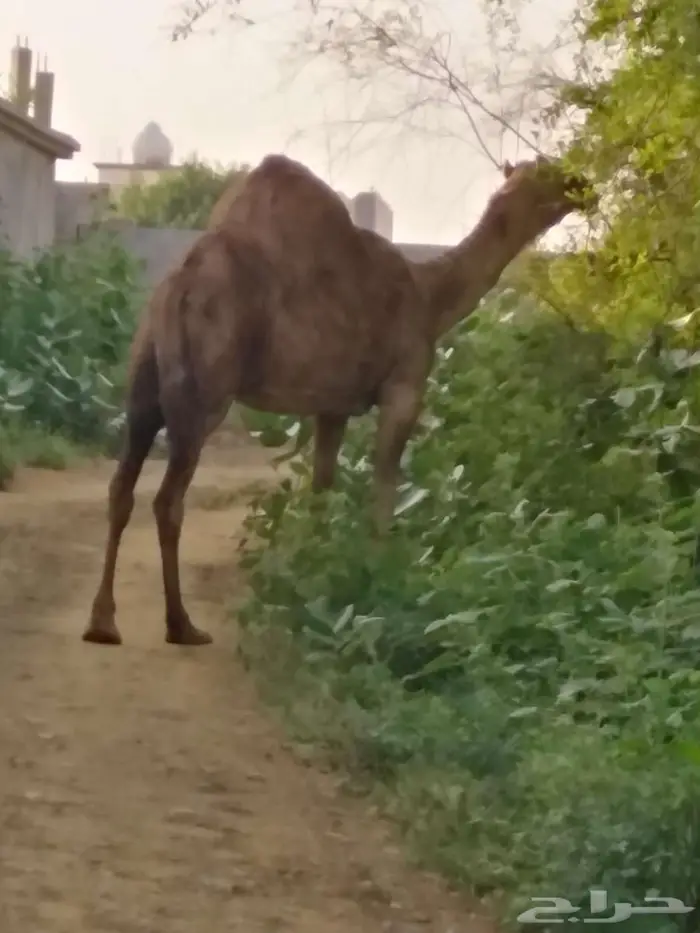 ناقه للبيع 1