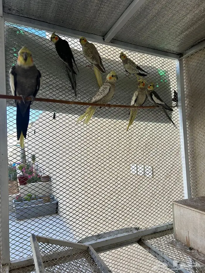 للبيع طيور كروان منتجه 1