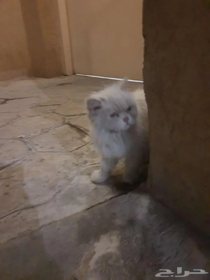 قطط للتبني مجانا في منتزه الملك عبدالله 0